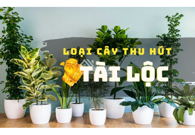 Loại cây phong thủy thu hút tài lộc năm Giáp Thìn 2024